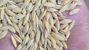 grain pic 2